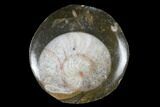 Polished Fossil Goniatite "Buttons" - 1 to 2” - Photo 3